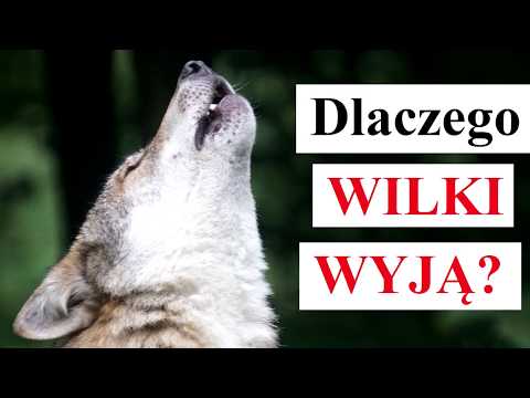 Wideo: Dlaczego Wilki Wyją?