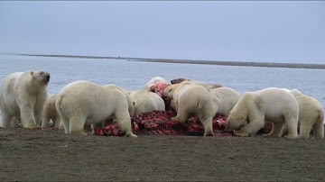Bữa Tiệc Cá Voi Khổng Lồ Của Gấu Bắc Cực - Thế giới động vật