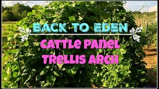 Cattle panels are so wonderful in your gardens and I am getting so many questions about length, height, possibilities and more! So, 
