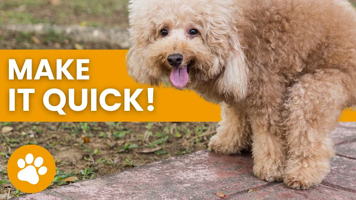 How To Make A Dog Poop Quickly