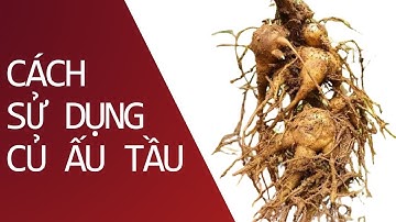 Củ Ấu Tầu, Củ Gấu Tầu - Món Ăn Ngon Bổ Dưỡng Nhưng Ít Người Biết