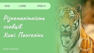 картинка: Різноманітність ссавців. Хижі. Панголіни