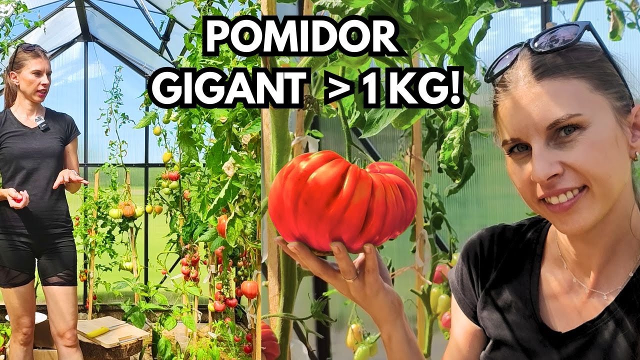 Pomidory w sierpniu- odmiany, test + olbrzymy ponad 1kg