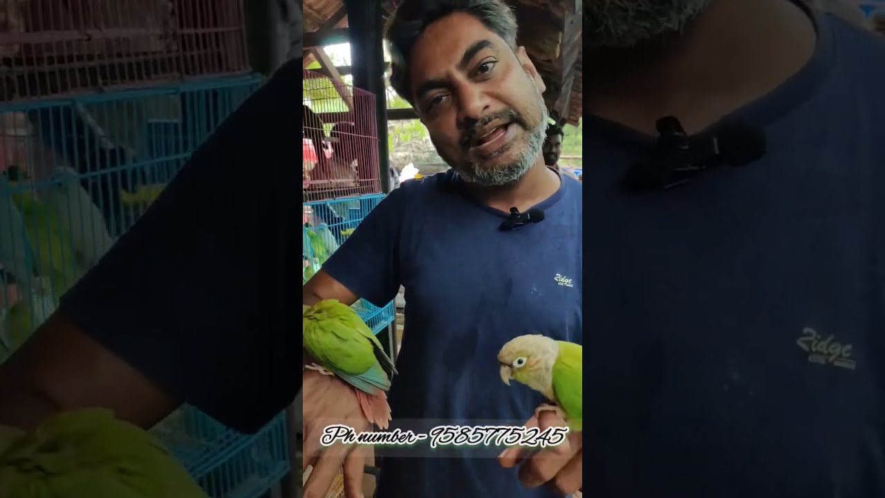 💢💥 Imported Love Birds For Sale 💢💥 YouTube