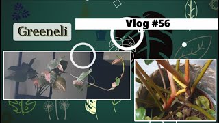 Vlog plantes#56 - Piper crocatum en pon; ça pousse!; bla bla plantes int. et ext. (avril 2024)