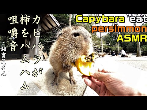 カピバラが柿をハムハム咀嚼音 capybara eat persimmon ASMR
