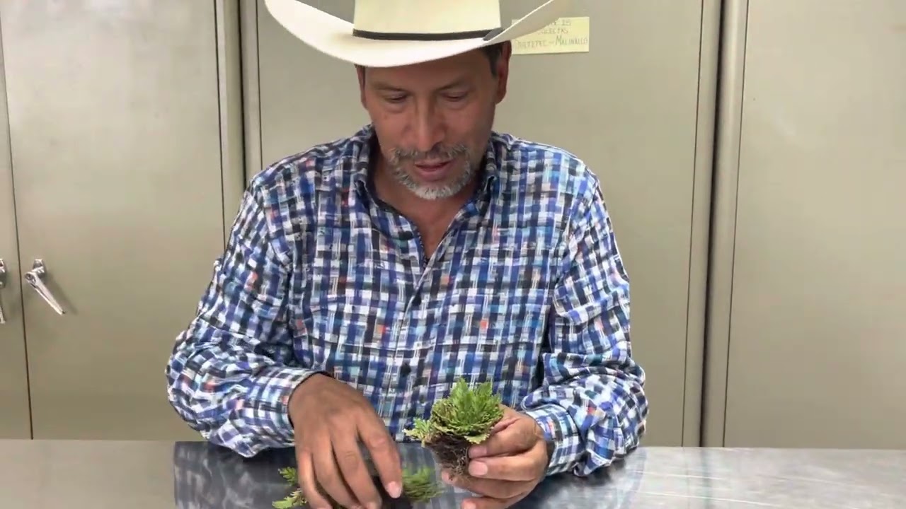 Doradilla (selginella lepidophylla)