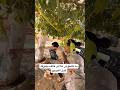 ما تأمنوش علاش خاف منه ضحك funny comedy اكسبلور الشعب_الصيني_ماله_حل fyp مضحك mp3