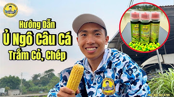 Hướng Dẫn Ủ Ngô Câu Cá Trắm Cỏ và Cá Chép bằng Mồi Ủ Ngô Săn Hàng