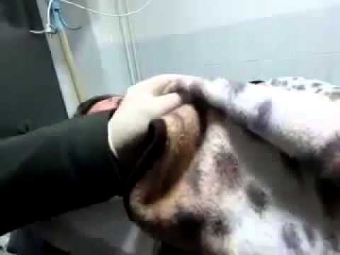 სასტიკად ნაცემი უკრაინელი ჟურნალისტი ტატიანა ჩორნავოლი