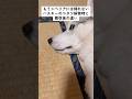 わかりやすい反応 #shorts
