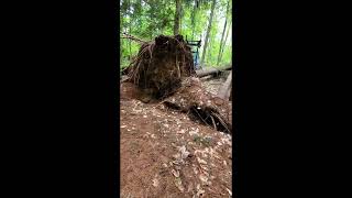 Fort vent déraciner l'arbre 🌳