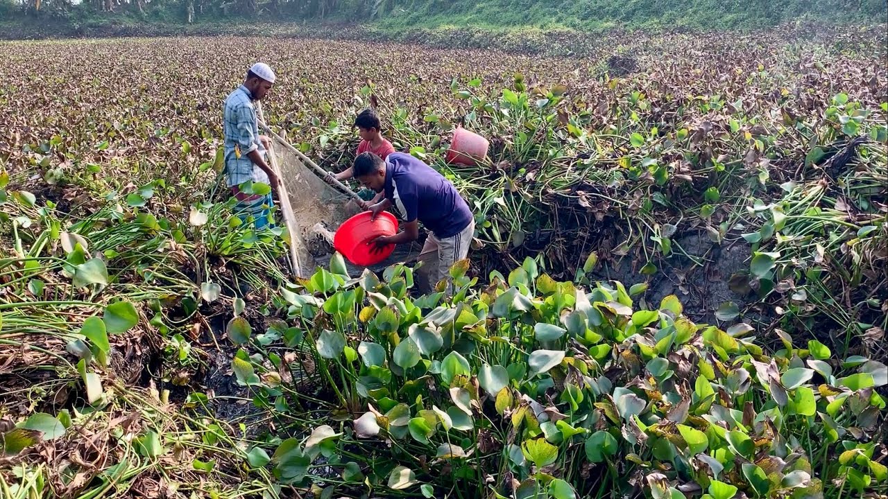 মাছ ধরা দেখে মন জুড়াল। এত সুন্দর মাছ ধরা জীবনে প্রথম দেখলাম। best village fishing videos .