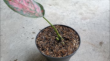 Tips for Success in Multiplying Aglaonema by Cutting Propagation