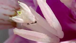 Orchid Mantis Catching Prey