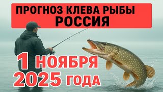 картинка: ПРОГНОЗ КЛЁВА в России на 1 ноября 2025 года. Бросай все и на рыбалку!