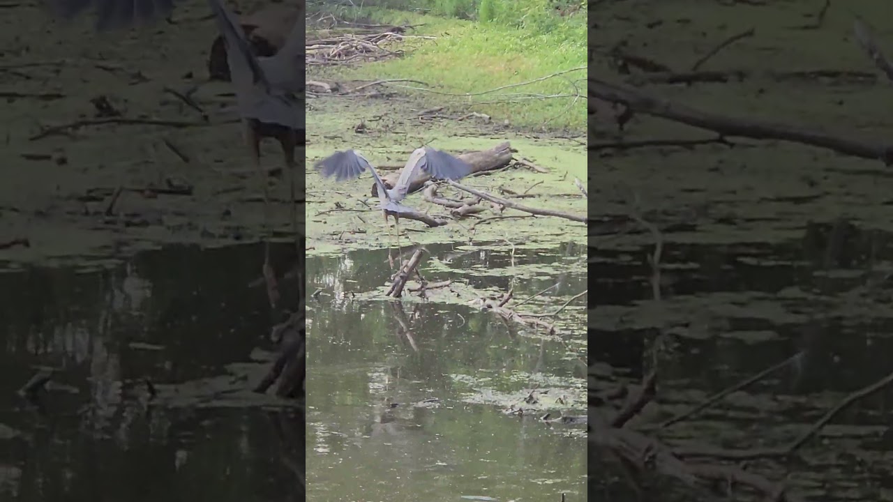 Great Blue Heron flying away 07.01.23