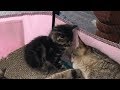 Rescue Sweet Cat Mom Giving Birth 2 Super Cute Baby Kittens