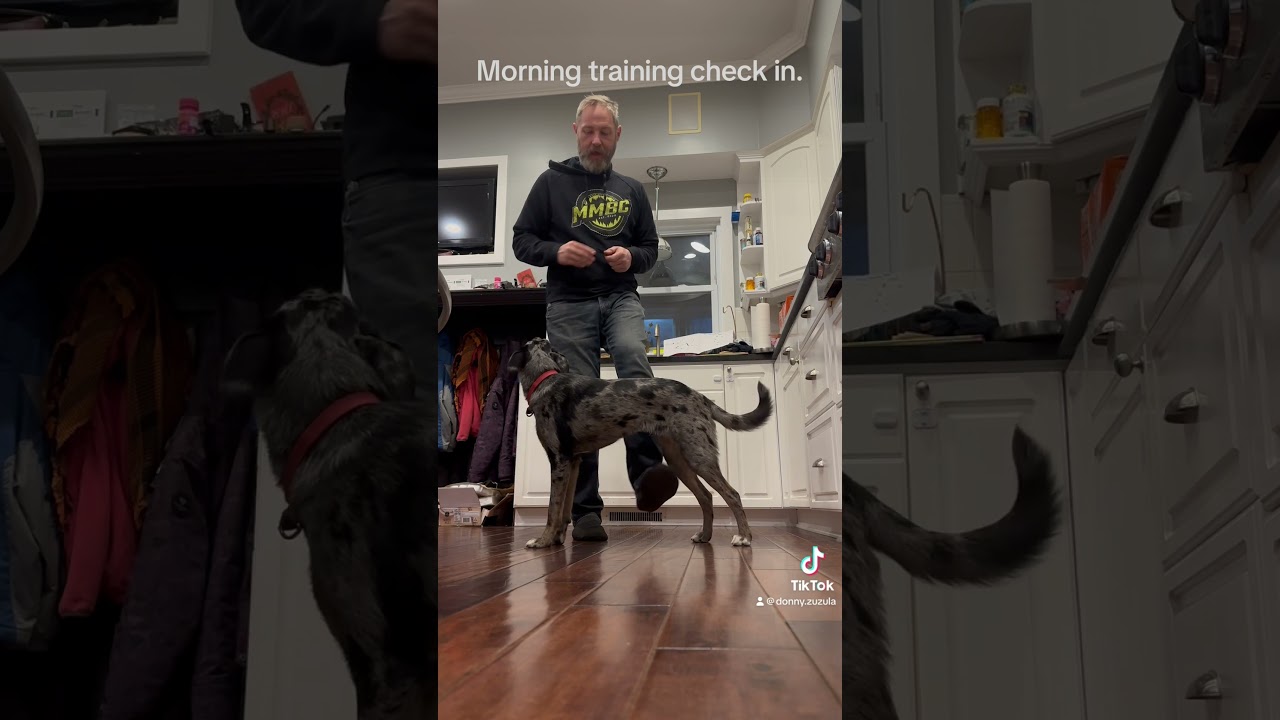 Morning training check in for Ms. penny. #dogs #training #puppy #fun