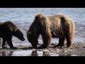 Kamchatka Bears 2013