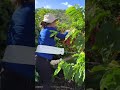 Panen kopi dengan wadah besar #farming #agrikultur #agriculture #teknikpertanian #kopisehat