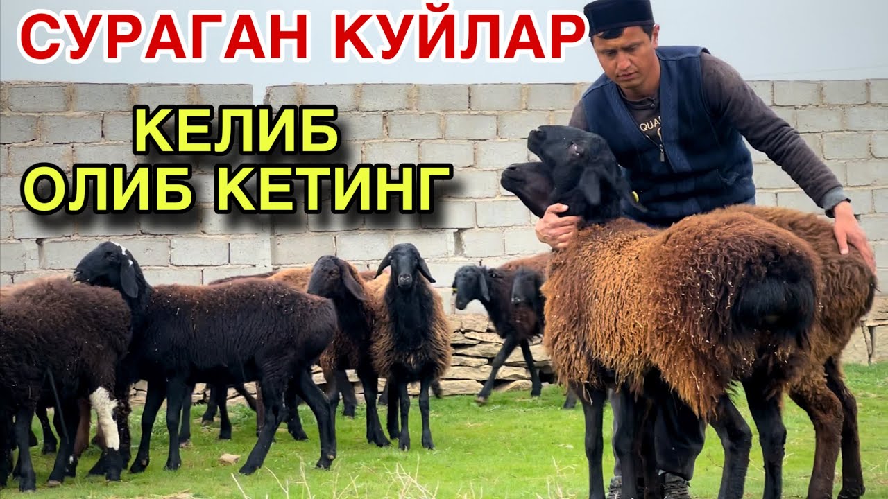 СОВУКДА КОЛДИ! ☎️+998 77 298 2000