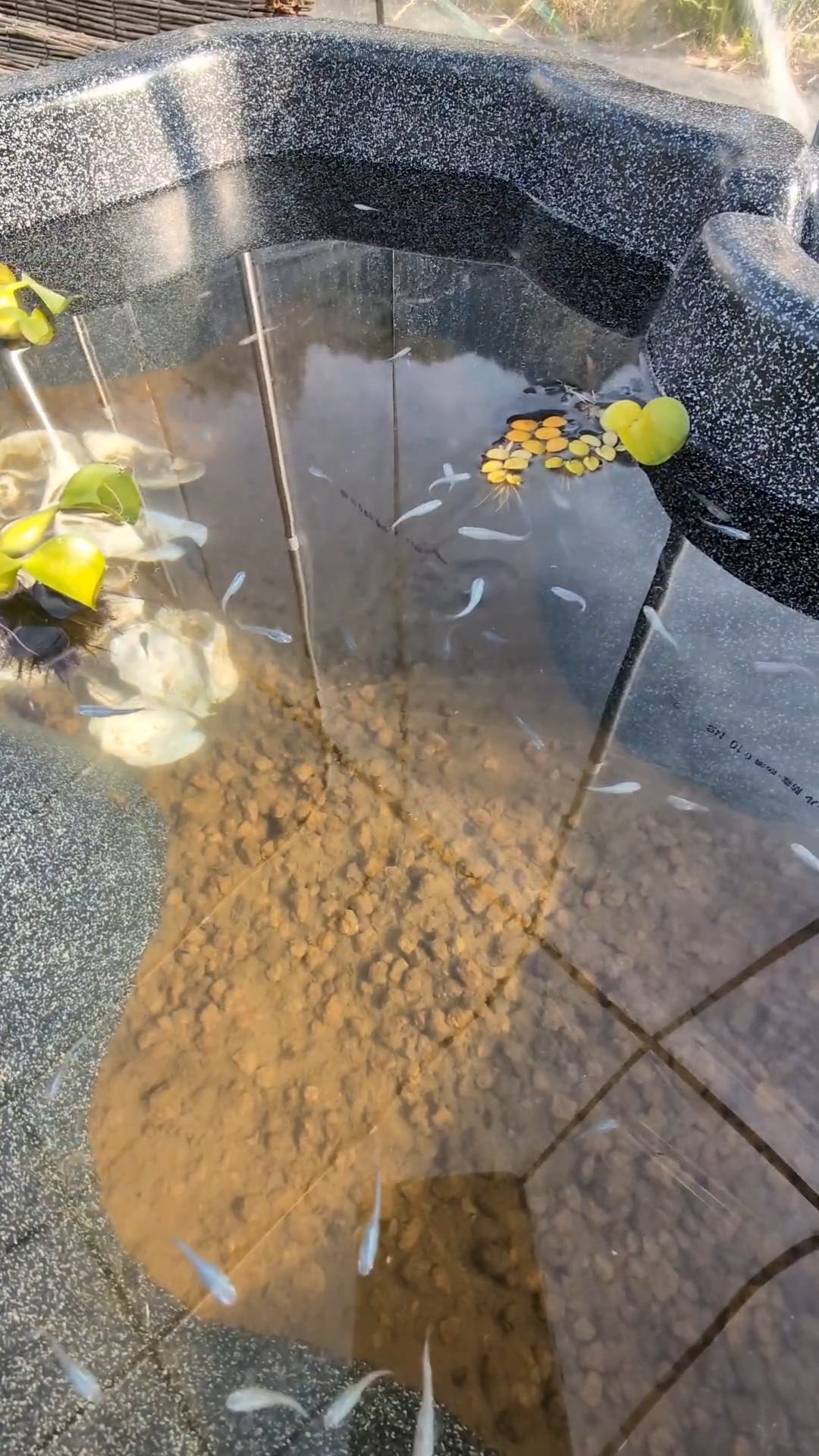 メダカひょうたん池 ひょうたん池を縦横無尽に泳ぐメダカたち。 - YouTube