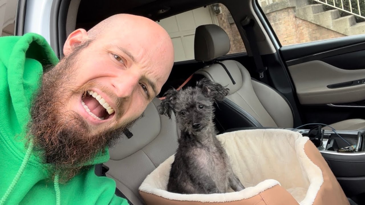 Amazon Basics Pet Car Booster Bucket Seat 18 x 18 x 16 Inches. YouTube