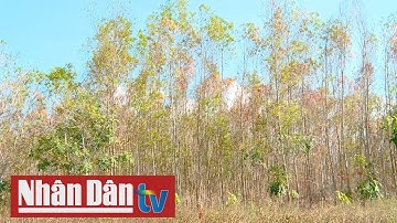 Khánh Hòa cảnh báo cháy rừng ở mức cao