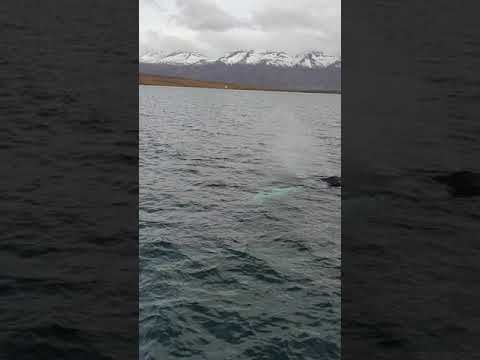 Video: Pozorovanie veľrýb v San Franciscu