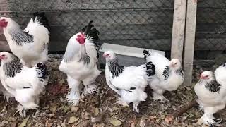 Bu Sevda Bi̇tmez Layt Brahma