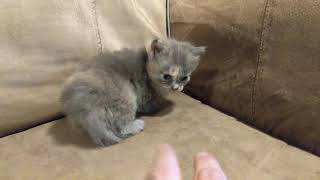 4 week old kitten first time ever on the couch by IBDALOVELY1 15 views 3 years ago 1 minute, 7 seconds