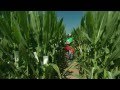 DuPont Pioneer Pollination: Processes and Procedures