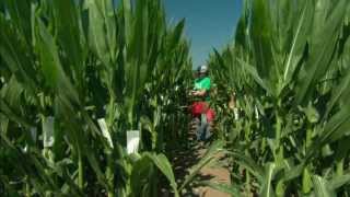 DuPont Pioneer Pollination: Processes and Procedures