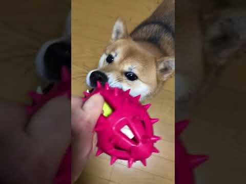 須田弘子ブリーダーからお迎えした柴犬：咲貴ちゃん