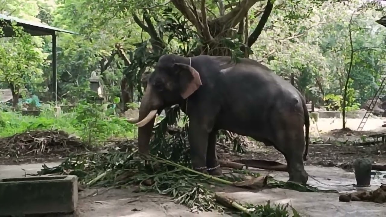 പട്ട കേടുവരുത്തുന്നത് പാപ്പാൻ കാണാതിരിക്കാൻ പട്ടകൊണ്ട് മറച്ചുപിടിക്കുന്നത് കണ്ടോ 😱😱 #viralvideo