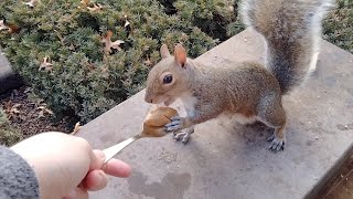 Squirrel makes a sad yet funny sound that I never heard before