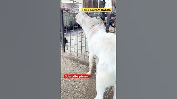 FULL GARAM BAKRA #trending #goat #viral #youtubeshorts #viralshorts #sale #ytviral #deonar #trend