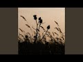 Thistle Sways 