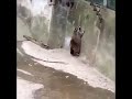 A fat raccoon jumping because idk