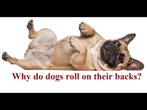 why do dogs roll around on their backs