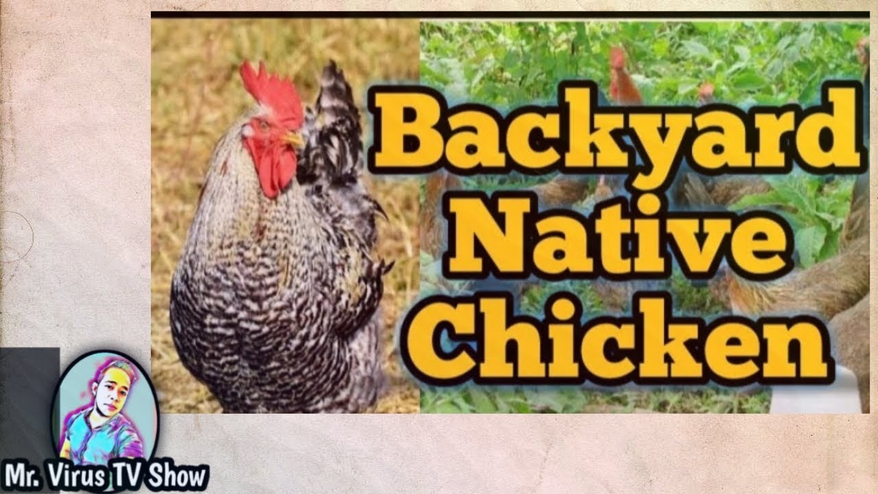 Breeder House For Philippine Native Chicken By Philippine Native