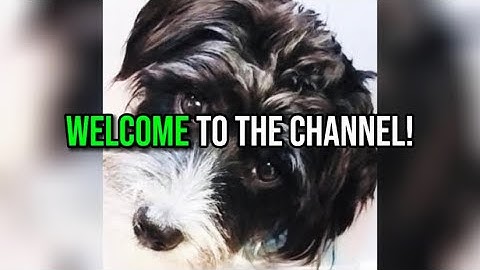 Welcome to the channel (Introduction video) - Y-A puppies #fyp #dog