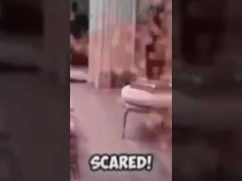 This Dog Is Wait What The Frick Whats Going On Im Scared 