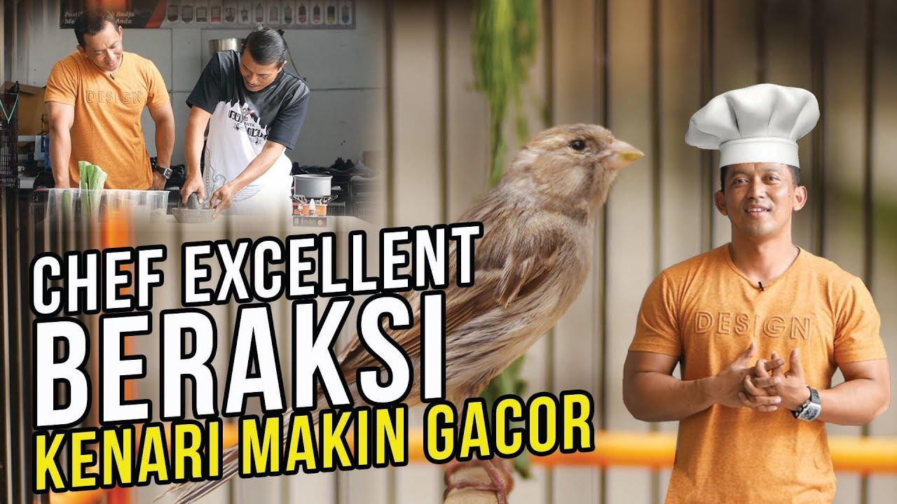 Menu Rahasia Untuk Kenari, Kicau Mania Harus Tau