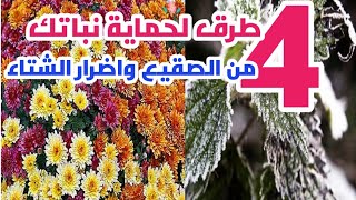 سبب تلف النباتات المنزلية في الشتاء والحل المناسب