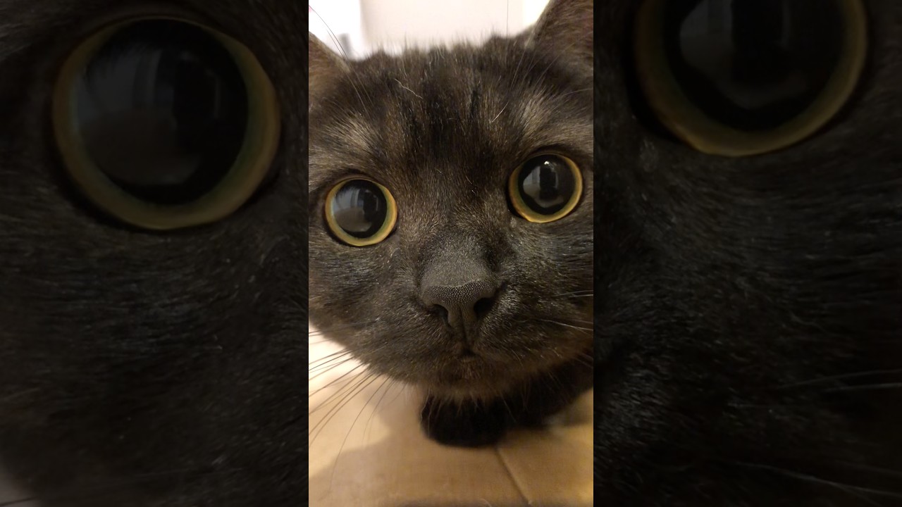 きゅるるんフェイス…セット完了！