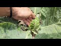 VLOG | Cabbage Worm NIGHTMARE
