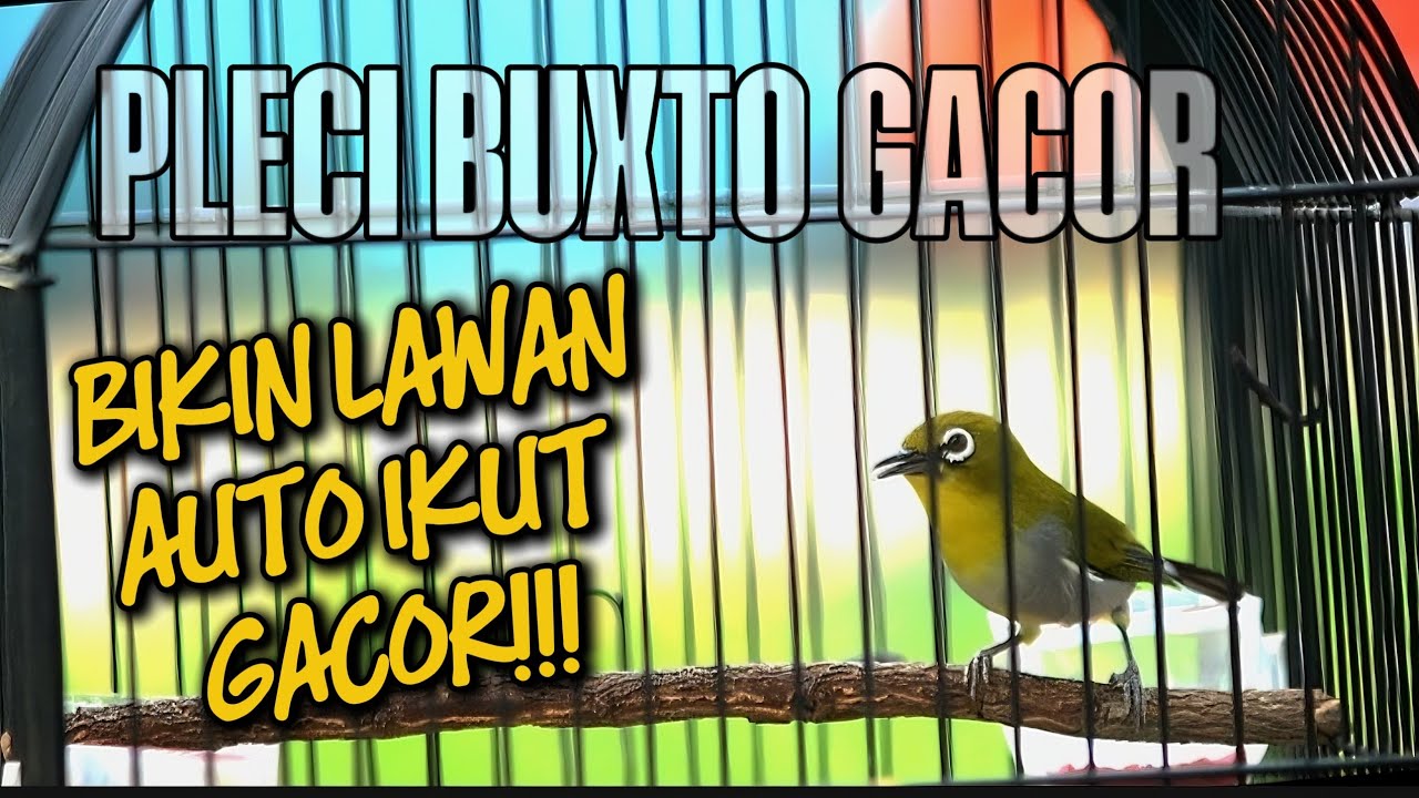 PLECI BUXTONI GACOR🔥PANCINGAN PLECI BAHAN AGAR CEPET RIWIK‼️