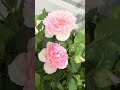 Chinese Rose Yu Wan Sha 玉婉纱